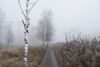 Footpath amidst plants and trees on a foggy morning