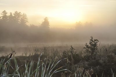 Scenic view of foggy field at morning