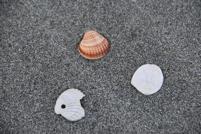 High angle view of shells on sand