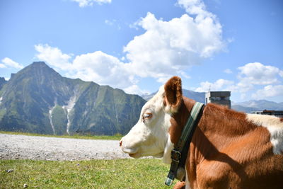 Cow in a mountain