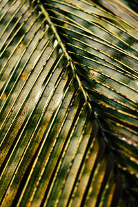 Coconut frond. coconut frond. coconut tree