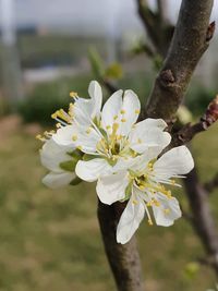 Close-up of white cherry blossom tree