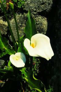 Close-up of white rose flower