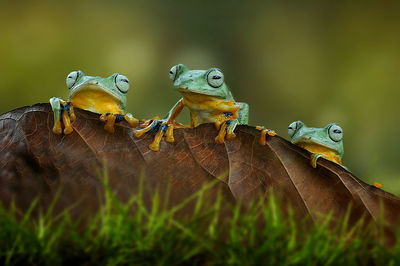 Close-up of frog on plant