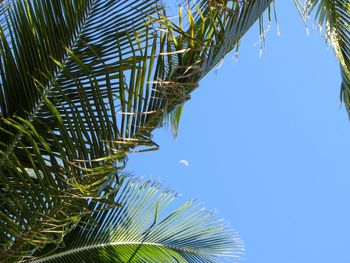 Low angle view of palm tree against clear blue sky