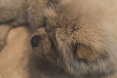 Close-up of dog sleeping at home