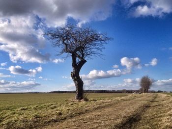 Single tree on field against cloudy sky