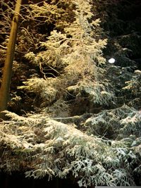 Close-up of trees in forest