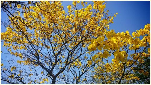 Low angle view of tree against blue sky