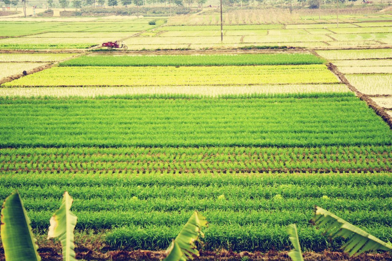 field, agriculture, rural scene, farm, green color, grass, landscape, crop, growth, cultivated land, tranquility, plantation, tranquil scene, nature, beauty in nature, grassy, scenics, high angle view, rice paddy, cereal plant