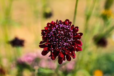 Close-up of red flowering plant