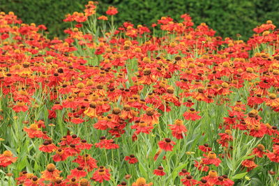 Close-up of red flowering plants