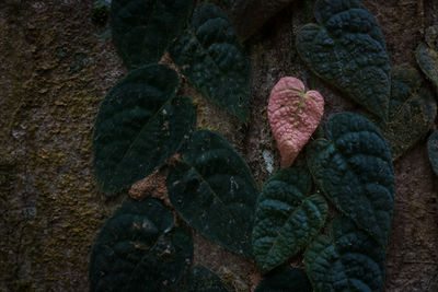 High angle view of rocks on rock