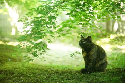 A tortoiseshell