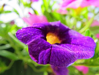 Close-up of wet purple flowering plant