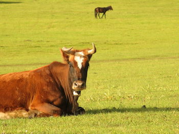 Cows in a field