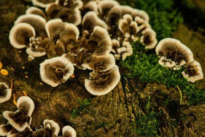 Close-up of mushrooms