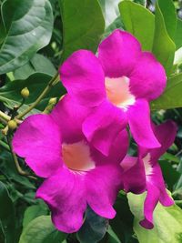 Close-up of flowers blooming outdoors