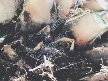 Close-up of spider on web