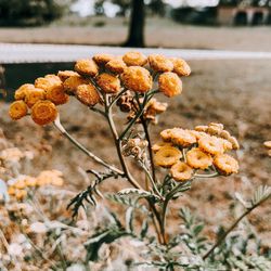 Close-up of wilted plant on field during winter