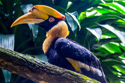 Close-up of bird perching on branch