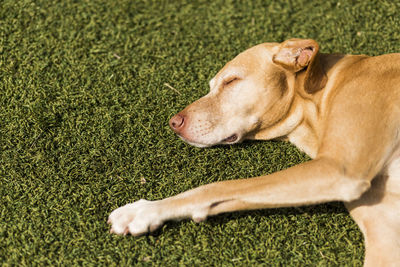 Dog lying down on grass