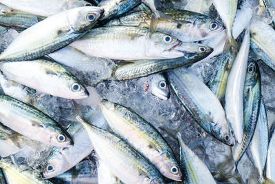 High angle view of fish for sale