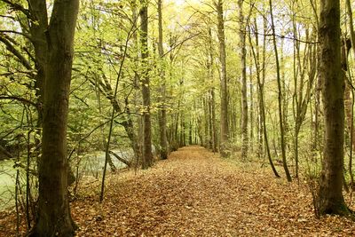 Trees in forest during autumn