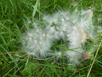 Close-up of dandelion on field