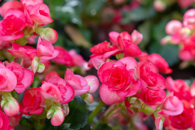 Close-up of pink roses