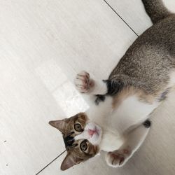 High angle view of cat on tiled floor