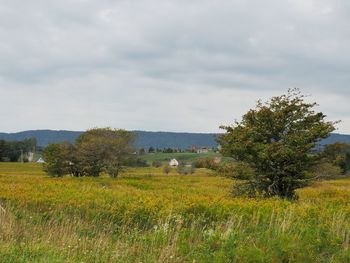 Scenic view of field against sky