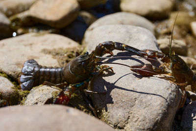 Crayfish pest in the rivers of europe
