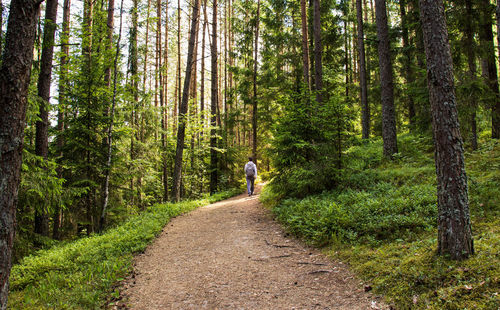 A lonely man walks up the mountain along the forest path among the spruce trees