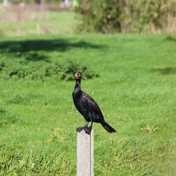 Bird perching on a wood