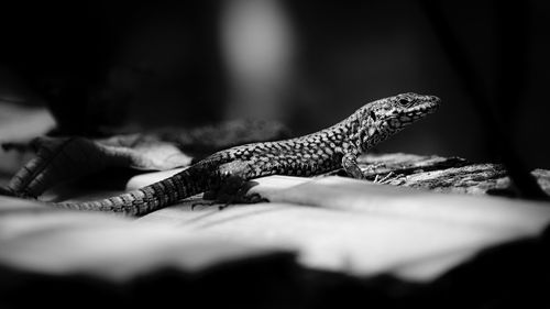 Close-up of a lizard