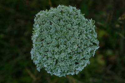 Close-up of flower against blurred background