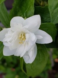 Close-up of white flower blooming outdoors