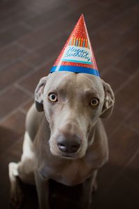 High angle portrait of dog