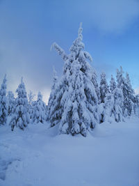 Trees on snow covered land against blue sky