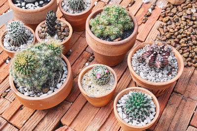 High angle view of potted plants on table