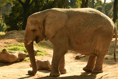 View of elephant in zoo