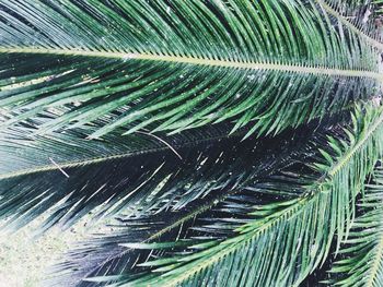 Close-up of palm leaves