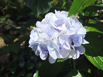 Close-up of purple flowering plant