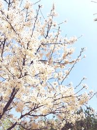 Low angle view of cherry blossoms