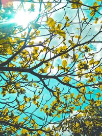 Low angle view of flowering tree against sky