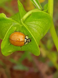 Close-up of ladybug on leaf