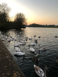 Ducks swimming in lake at sunset