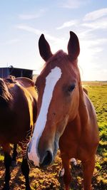 Horse standing in a field