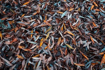 High angle view of dry leaves on field